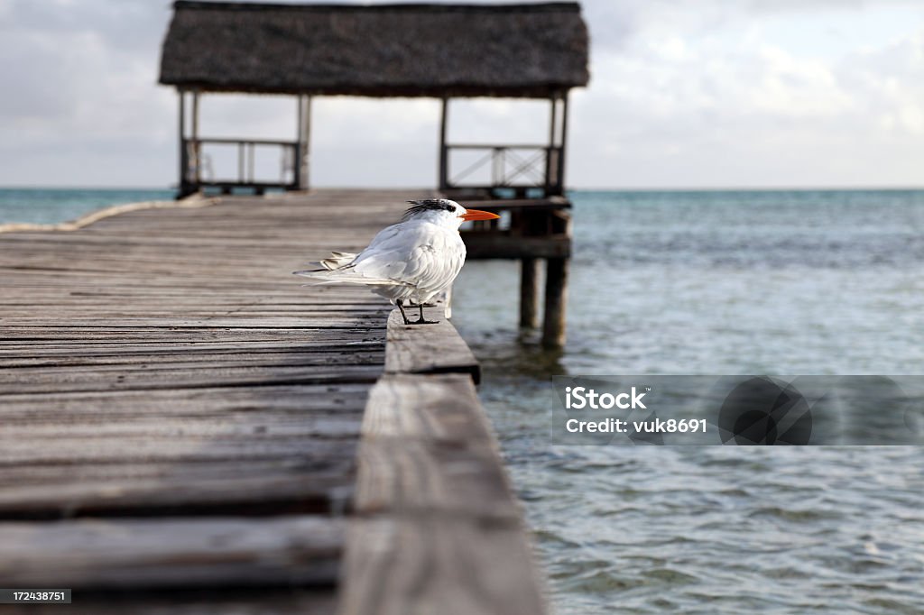 サシ鳥休息の桟橋 - アジサシ亜科のロイヤリティフリーストックフォト