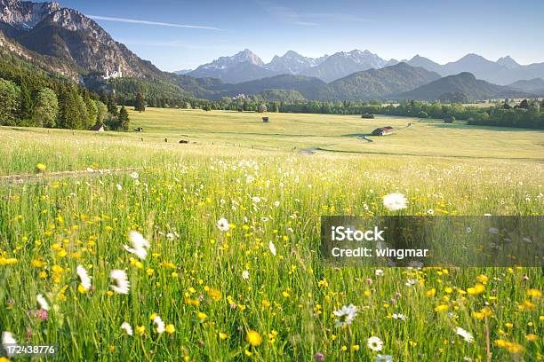 Photo libre de droit de Blooming Meadows Ostallgäu Bavaroise Bavière Allemagne Vue Sur Les Alpes banque d'images et plus d'images libres de droit de Prairie