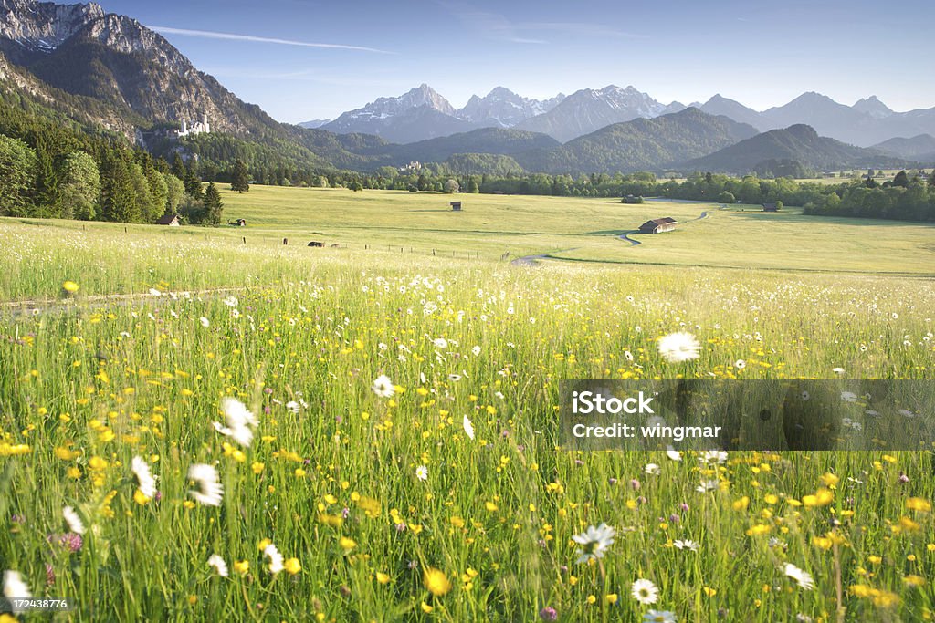 開花草原、バイエルン ostallgäu、ババリア、ドイツ、アルプスの眺め - 草地のロイヤリティフリーストックフォト