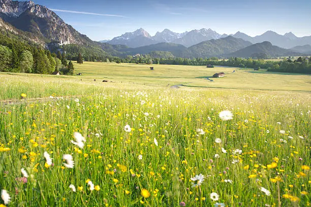 "unpaved path through summer meadows, bavarian ostallgAu, tannheimer berge in the background"