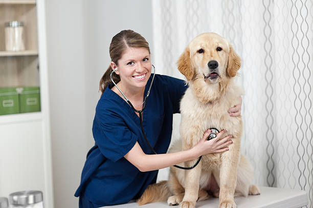 istock Golden Retriever at the Vet 172438828