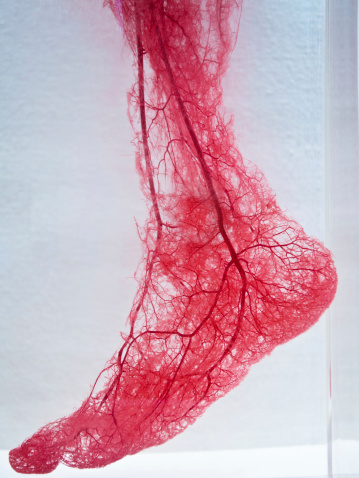 Vasos sanguíneos de pie photo