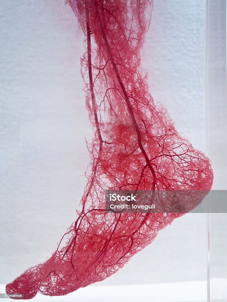 Vasos sanguíneos de pie - Foto de stock de Vaso sanguíneo libre de derechos