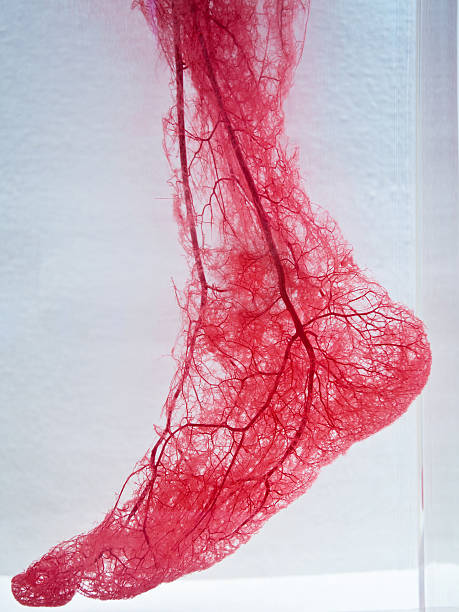 naczyń krwionośnych stopy - radiogram photographic image zdjęcia i obrazy z banku zdjęć
