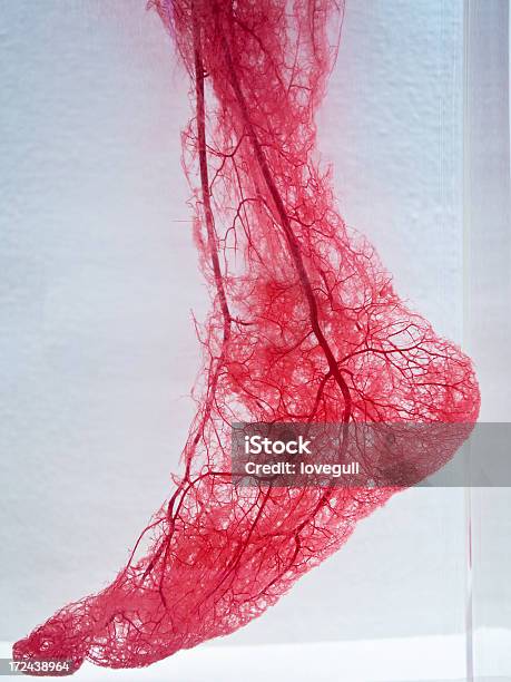 Кровеносных Сосудах Ног — стоковые фотографии и другие картинки Кровеносный сосуд - Кровеносный сосуд, Человеческое тело, Анатомия