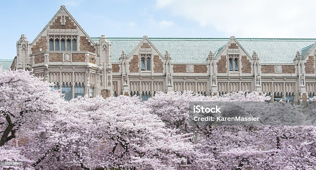 Cherry Blossoms - Foto de stock de Estado de Washington royalty-free