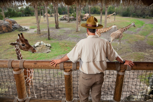 Man (30s) working at the zoo, standing on observation deck overlooking giraffe exhibit.