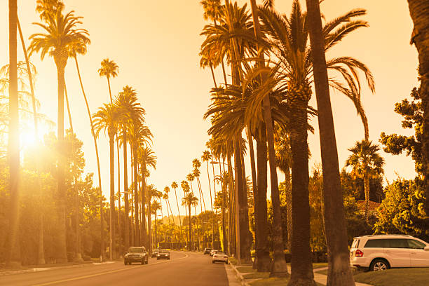 istock Palm tree at sunset in Canon Drive Hollywood 172439141