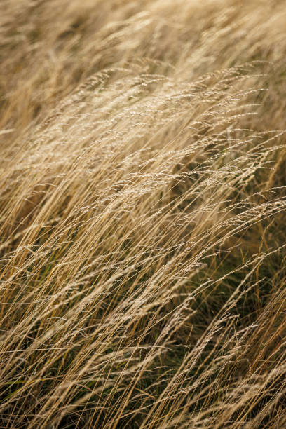 istock Dry golden grass blowing in strong wind 1724391429