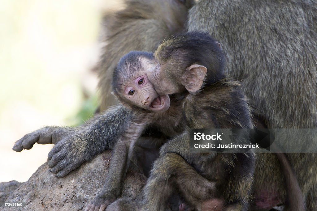 Bebê beijando Baboons - Foto de stock de Macaco royalty-free