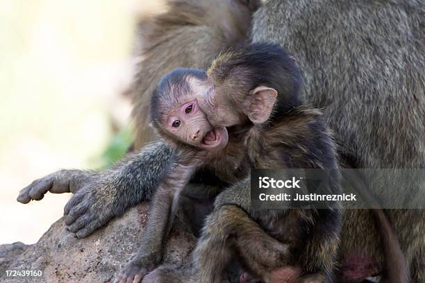 Foto de Bebê Beijando Baboons e mais fotos de stock de Macaco - Macaco, Parque Nacional do Lago Manyara, Animais de Safári