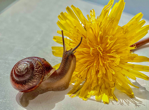 Snail crawling on a dandelion flower on a white background