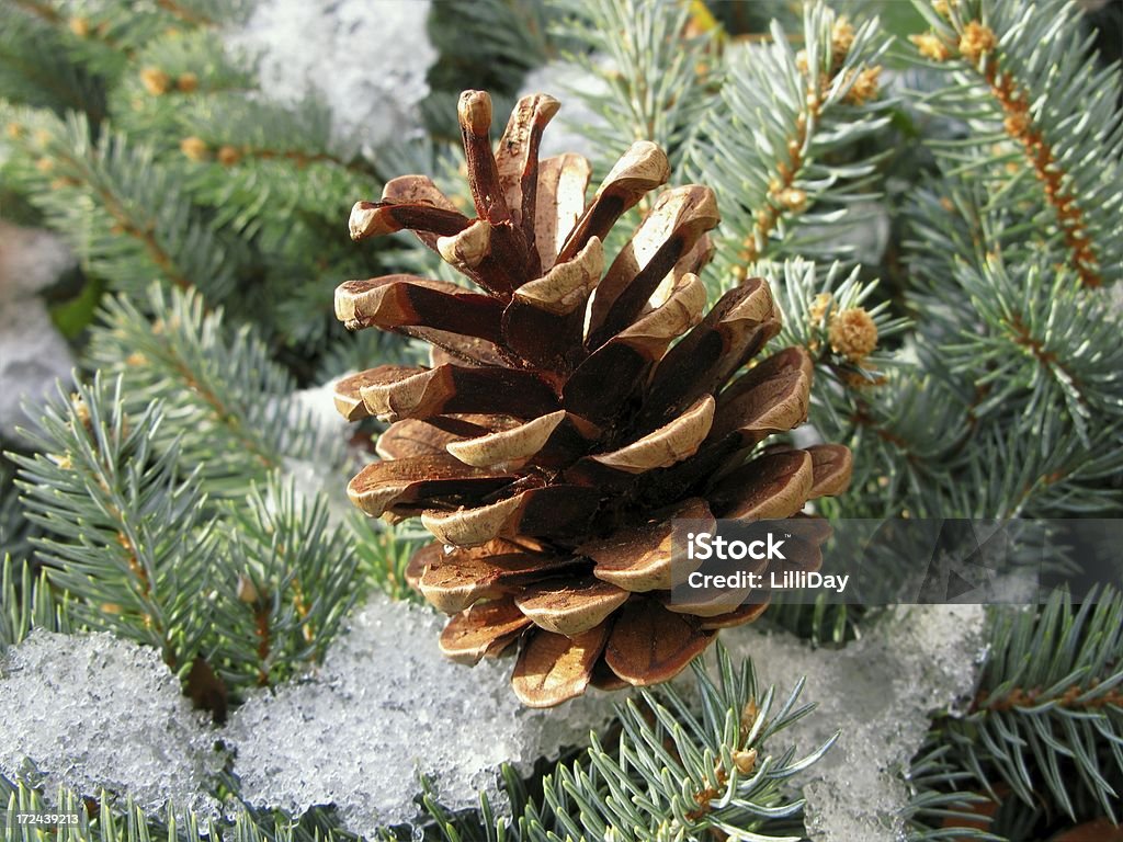 Winter-Zapfen - Lizenzfrei Baum Stock-Foto