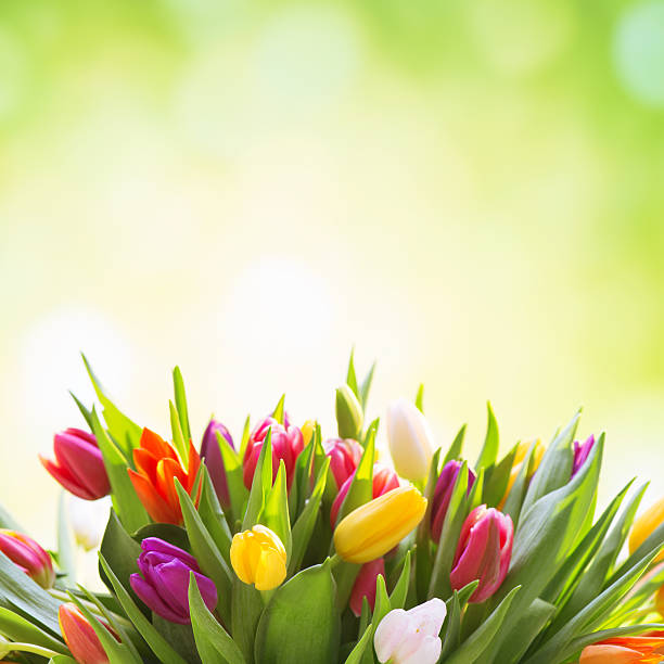 istock Colorful tulips on nature background 172439253