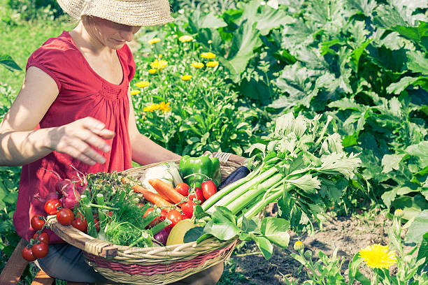 istock Harvest Vegetable Garden 172439274