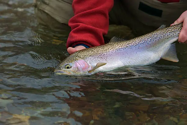 Large rainbow trout/steelhead  caught fly fishing on Washington's Yakima River.