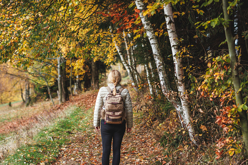 Female tourist hiking on footpath in autumn woodland. Solo tourist and eco tourism