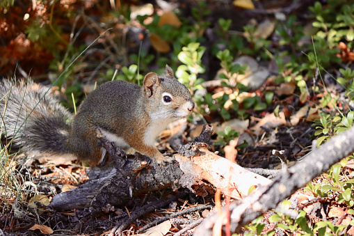 A small chipmunk, sitting on a rock, in the Utah Rocky Mountains, eats a nut.