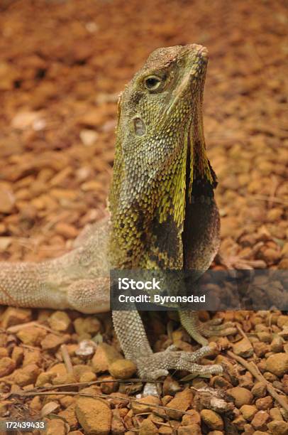 Frilled Szpic Lizard - zdjęcia stockowe i więcej obrazów Australia - Australia, Bez ludzi, Dzikie zwierzęta