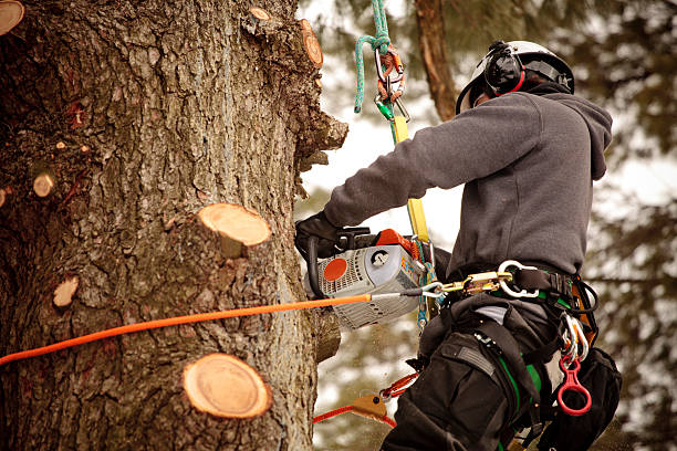 Arborist cutting branches Arborist cutting branches with chainsaw. Action shot, visible saw dust. pruning gardening photos stock pictures, royalty-free photos & images