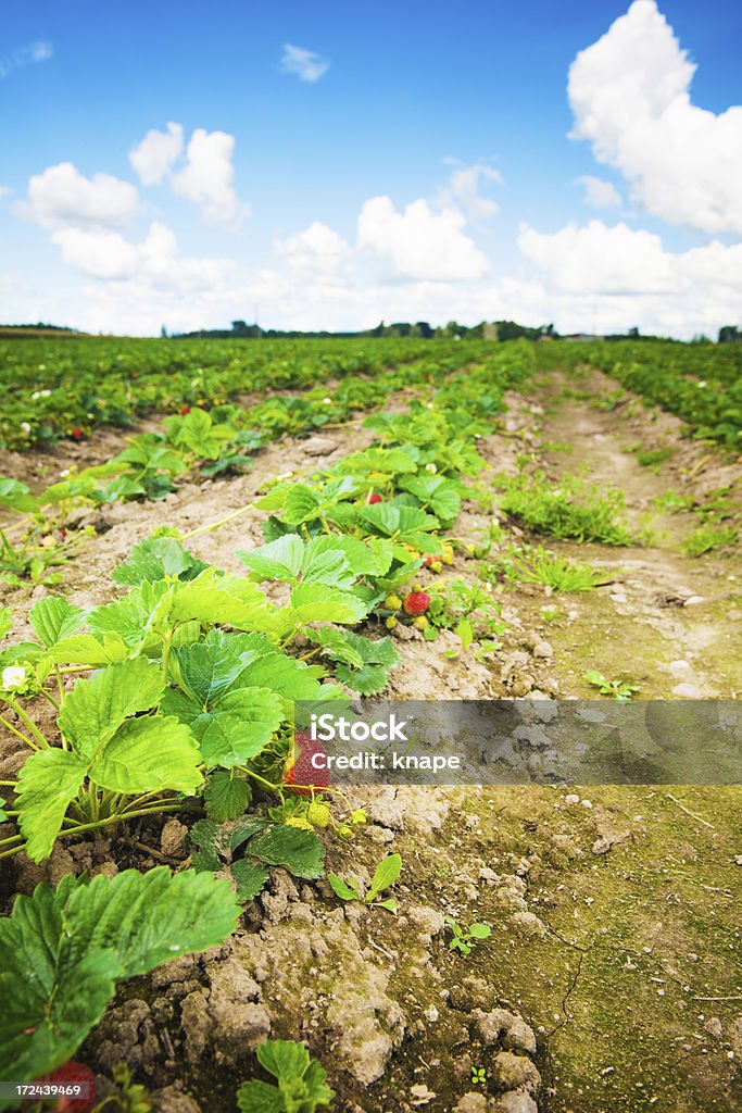 Campo de Morango no início do verão - Foto de stock de Agricultura royalty-free