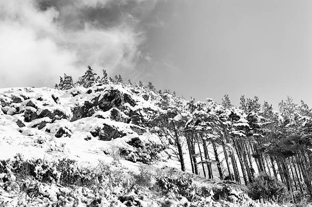 istock trees on hillside in snow - winter landscape 172439515