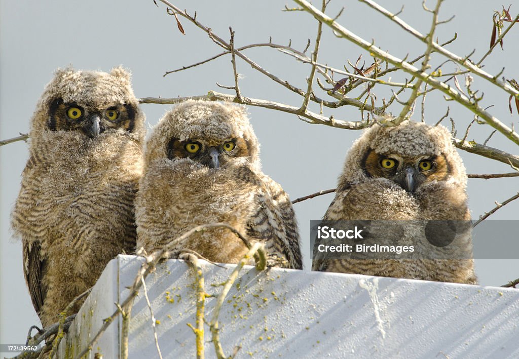 Great Horned Owlets-Drilling - Lizenzfrei Eule Stock-Foto