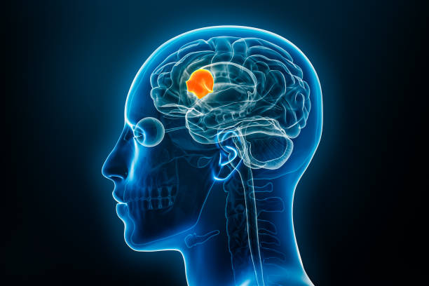 istock Broca's area x-ray 3D rendering illustration on blue background. Human body, brain or cerebrum anatomy, medical, biology, science, neuroscience, neurology concepts. 1724396421