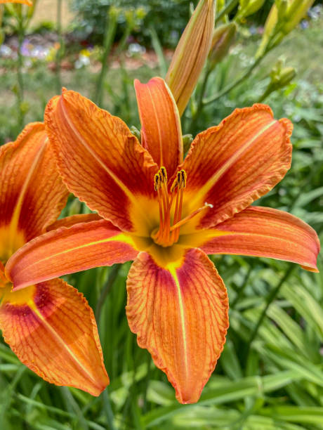 istock Orange daylily (Lilium) in the garden. 1724396432