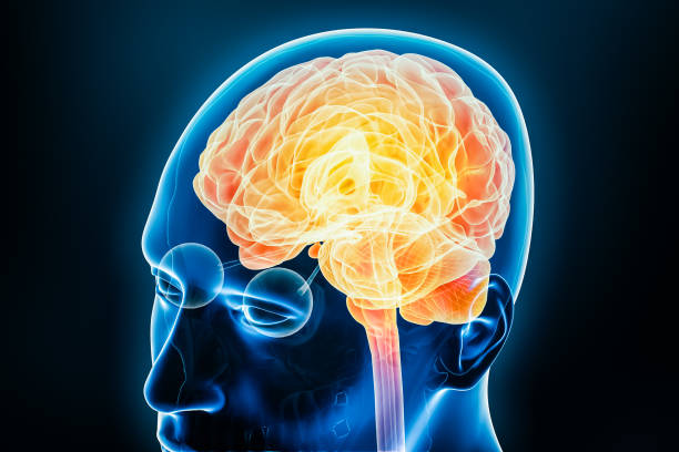 istock Human brain neural activity or inflammation x-ray 3D rendering illustration with body. Anatomy, neurological disease, headache, intelligence, medical, psychology, neuroscience, neurology concepts. 1724396973