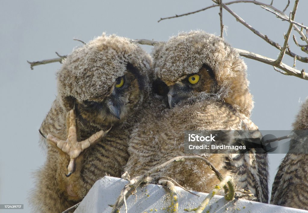 Grande-Bufo Bebés - Royalty-free Afiado Foto de stock