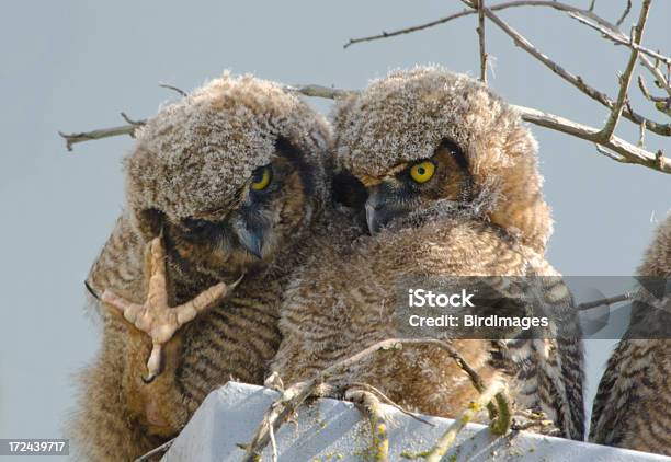 Grandebufo Bebés - Fotografias de stock e mais imagens de Afiado - Afiado, Animal, Bufo da Virgínia