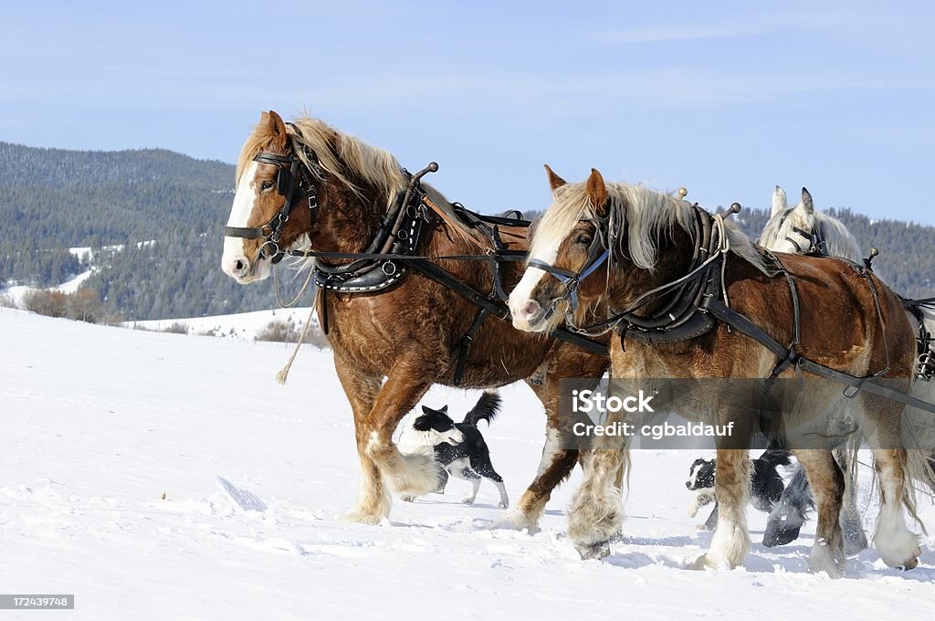 Cavallo da tiro team e cani - Foto stock royalty-free di Ambientazione esterna
