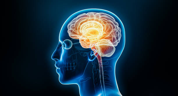 istock Human brain neural activity or inflammation x-ray 3D rendering illustration with body. Anatomy, neurological disease, headache, intelligence, medical, psychology, neuroscience, neurology concepts. 1724397480