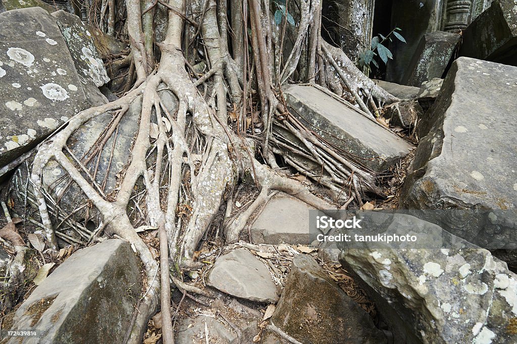 Repleto de Vegetação árvore em Prohm Templo - Royalty-free Angkor Foto de stock