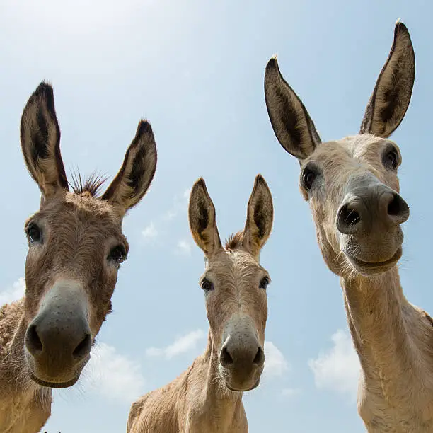 Photo of Three donkeys looking down to the camera