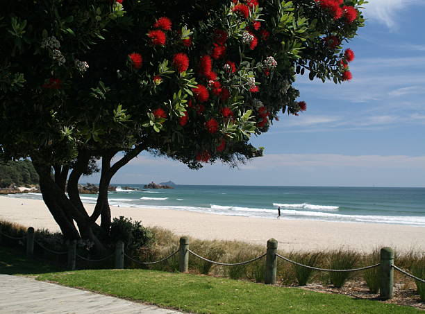 Pohutakawa tree in bloom Pohutakawa or New Zealand Christmas tree flowering in early Summer. Main point of focus is the flowers on the tree. mount maunganui stock pictures, royalty-free photos & images
