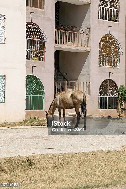 Caballo De Pastoreo Hierba En Trinidad Foto de stock y más banco de imágenes de Adoquinado - Adoquinado, Aire libre, Arquitectura exterior