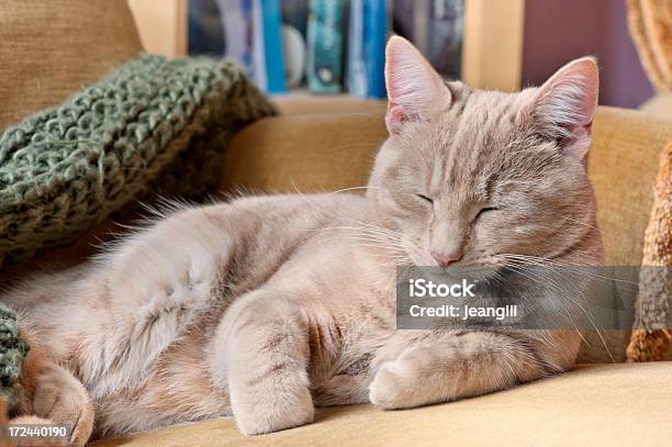 Petulante Sleepy Cat Foto de stock y más banco de imágenes de Acogedor - Acogedor, Acostado, Animal