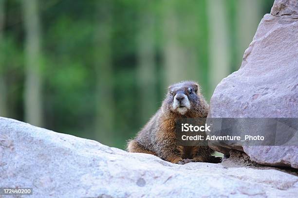 Marmotta Dal Ventre Giallo - Fotografie stock e altre immagini di Animale - Animale, Animale selvatico, Aspen - Colorado