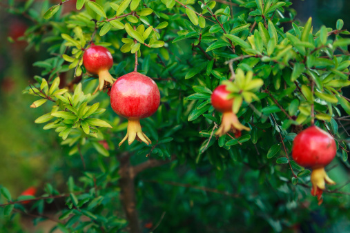 red pomegranate on natural branch