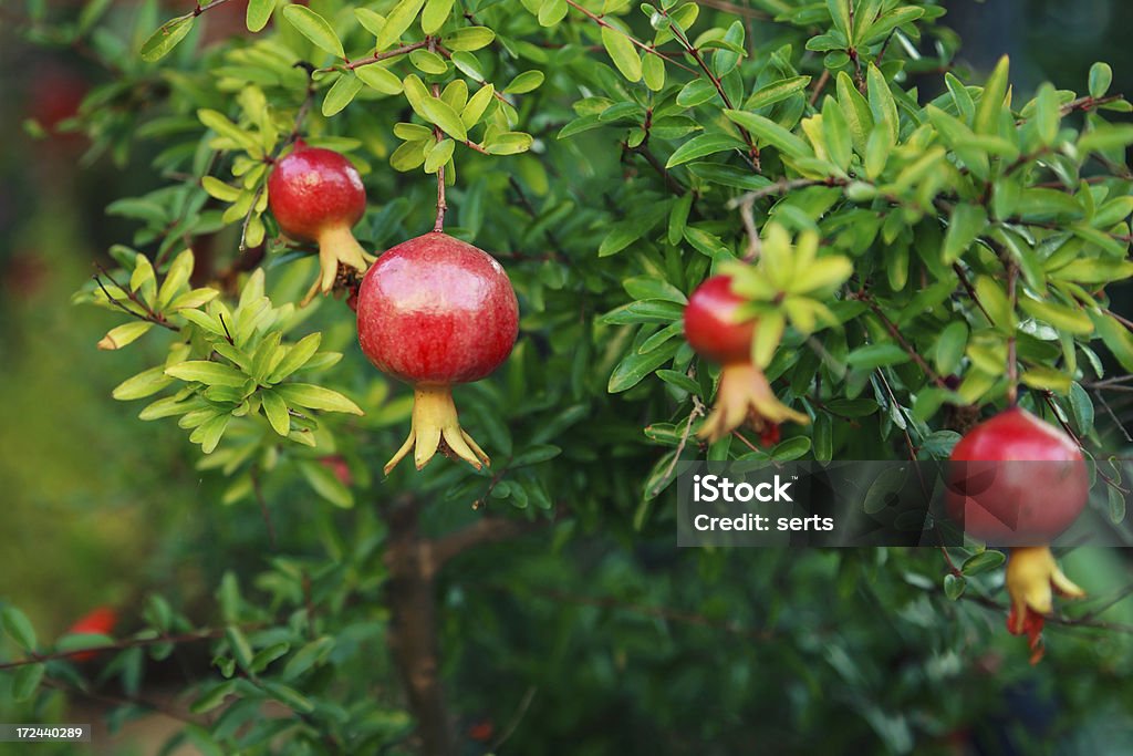 Pommegranates na Árvore - Royalty-free Rosh Hashana Foto de stock