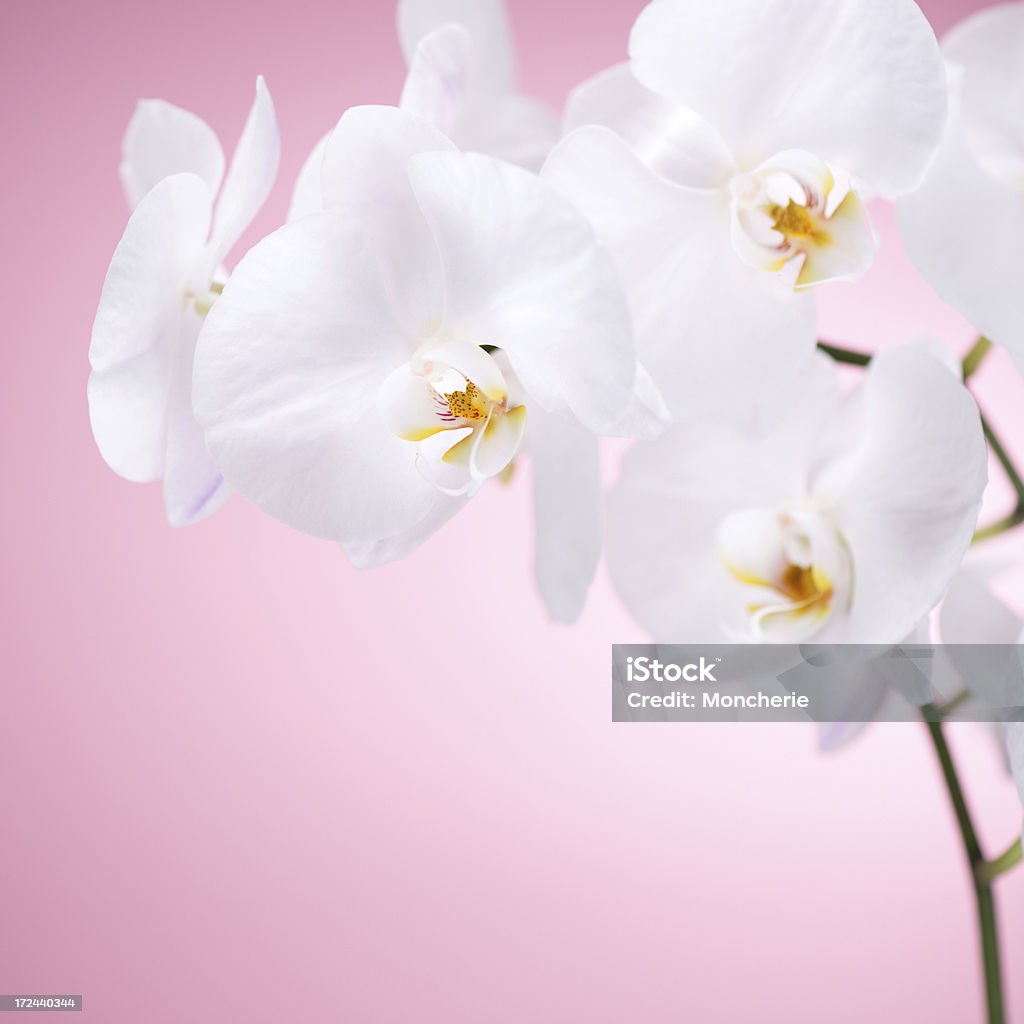 Orquídea Branca Sobre Fundo Rosa - Fotografias de stock e mais imagens de  Arranjo de flores - Arranjo de flores, Beleza, Beleza natural - iStock