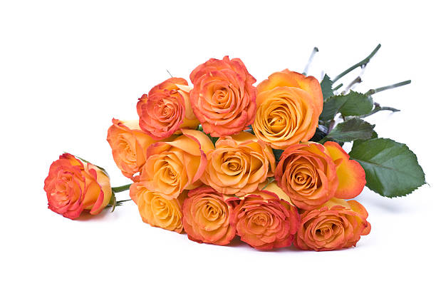 arancio rose (xl - dozen roses immagine foto e immagini stock