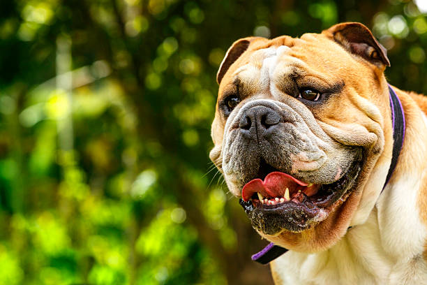 istock Purebreed Englsh Bulldog 172440470
