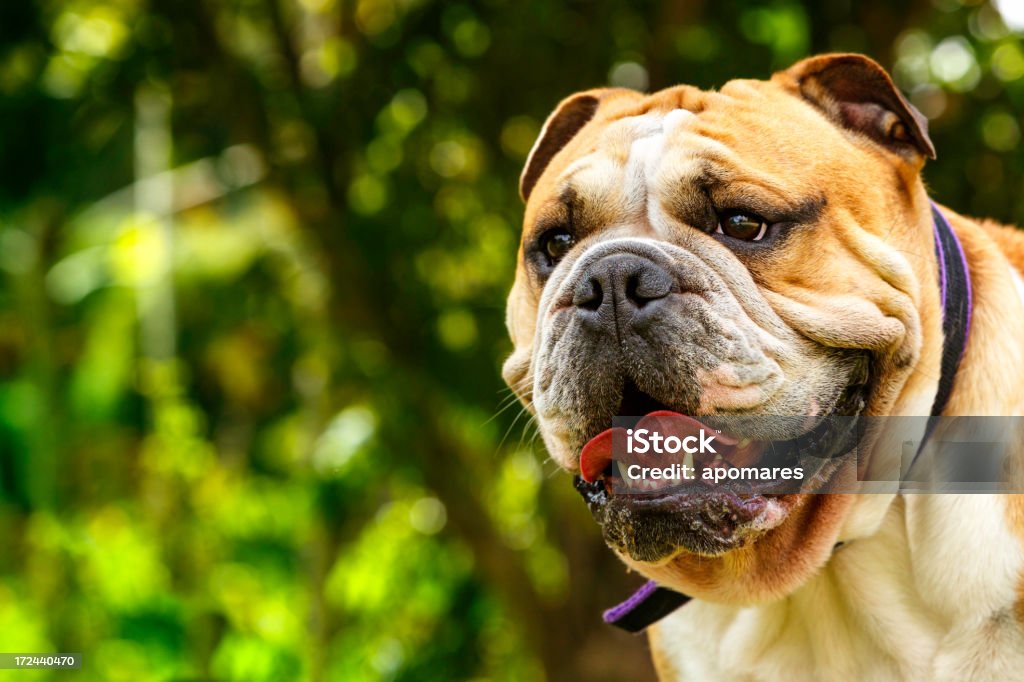 Purebreed Englsh Bulldog - Foto de stock de Bigode de animal royalty-free