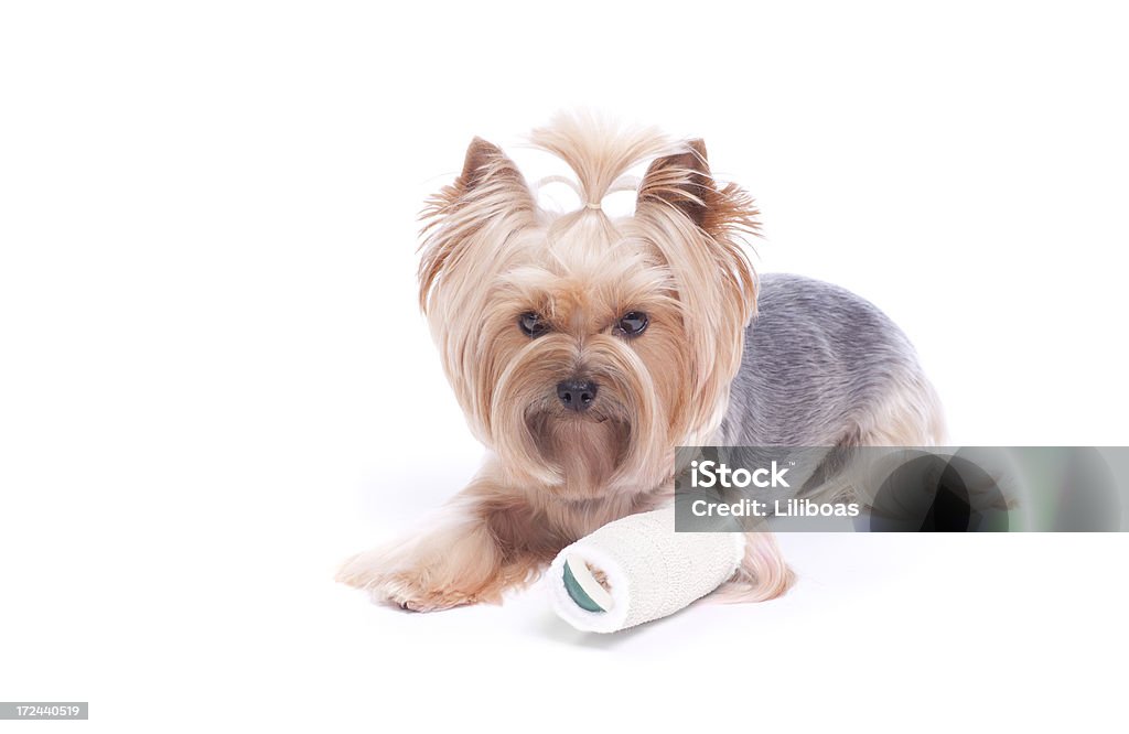 Yorkshire Terrier perro en un fundido - Foto de stock de Escayola libre de derechos