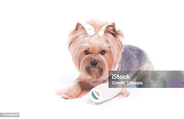 Yorkshire Terrier Cachorro Em Um Elenco - Fotografias de stock e mais imagens de Cão - Cão, Gesso - Equipamento Ortopédico, Animal de Estimação