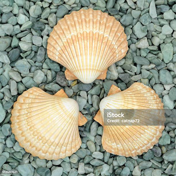 Mar E Conchas Em Círculo Sobre Fundo Verde Closeup Pedra - Fotografias de stock e mais imagens de Amarelo