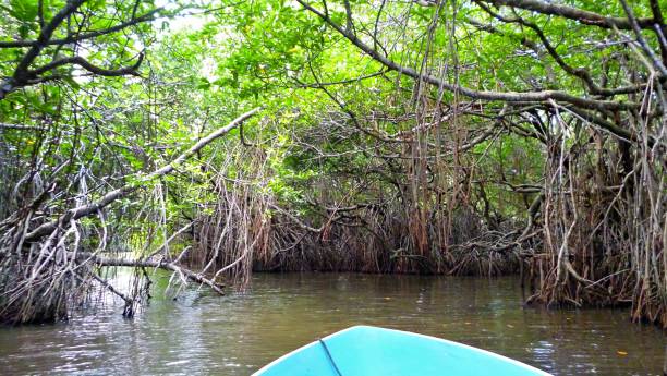 istock Boat trip through the mangroves 1724407284